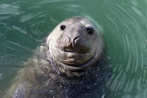 Nzealand-Elephant Seal-Homer/2 Nzealand-Elephant Seal-Homer/2