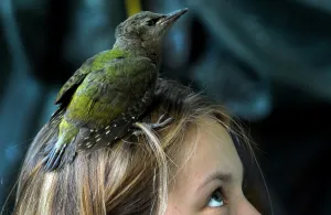 Russia-Birds-Offbeat Russia-Birds-Offbeat