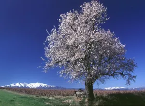 Spring-Tree Blossoms - Printemps-Arbre En Fleurs Spring-Tree Blossoms - Printemps-Arbre En Fleurs
