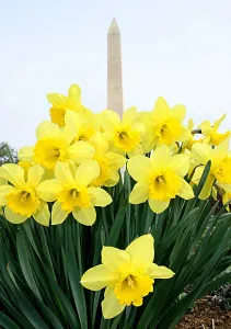 Us-Spring-Daffodils Us-Spring-Daffodils