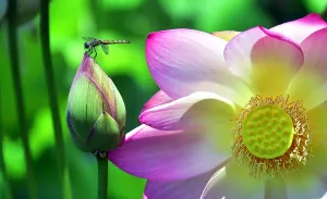 Us-Tourism-Nature-Dragonfly-Flowers Us-Tourism-Nature-Dragonfly-Flowers