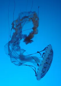 Us-Tourism-Ocean-Aquarium Us-Tourism-Ocean-Aquarium