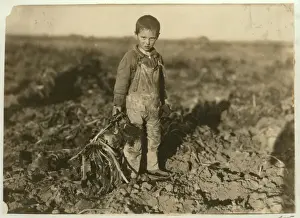 6 year old Jo pulling sugar beets on a farm near Sterling, Colorado, 1915 (b/w photo) 6 year old Jo pulling sugar beets on a farm near Sterling, Colorado, 1915 (b/w photo)