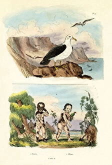 Anomalies Collection: Albatros, 1833-39 (coloured engraving)