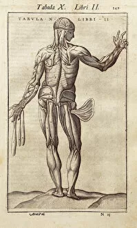 Anatomical Chart Collection: Anatomical board representing a man on the back. Engraving in '