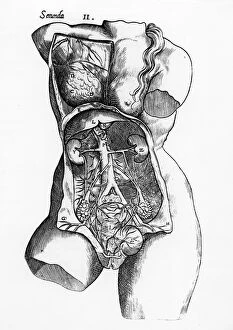 Anatomical Chart Collection: Anatomical study of the female human body (engraving) (b / w photo)