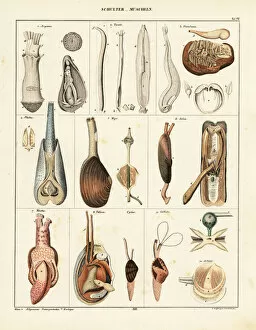 Anatomical Chart Collection: Anatomy of bivalve molluscs. 1841 (lithograph)