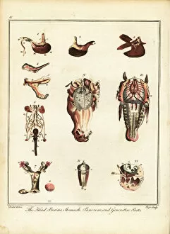 Anatomical Chart Collection: Anatomy of a horse. 1792 (engraving)