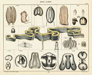 Anatomical Chart Collection: Anatomy of jellyfish species. 1841 (lithograph)