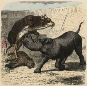 Ancient Rome: Animals fighting in the amphitheatre #23307644 Ancient Rome: Animals fighting in the amphitheatre #23307644
