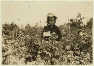 Annie Bissie picking berries in the fields near Baltimore, Maryland, 1909 (b/w photo) Annie Bissie picking berries in the fields near Baltimore, Maryland, 1909 (b/w photo)