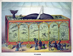 Related Images Collection: The Aquarium, pub. 1873 (colour litho)