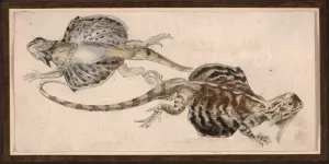 Colour Litho Print of Lizards by Robert Kretschmer