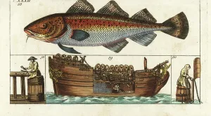 Nineteenth Century Marine Life Prints: Atlantic cod (Atlantic cod or common cod)