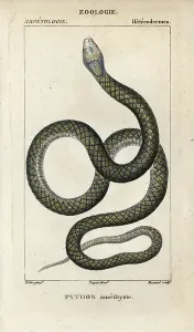 Copperplate Stipple Art Prints: Amethystine or scrub python, amethyst python