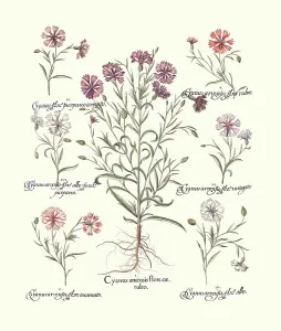 Antique Botanical Prints For Sale Prints: Cornflower Varieties (print)
