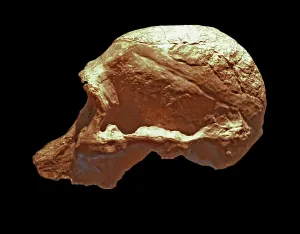 Ancient Human Ancestor Prints: Australopithecus Africanus