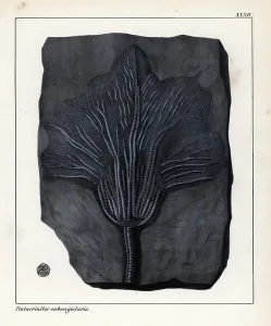 Prehistoric Animal Art Prints: Fossil of Pentacrinites subangularis