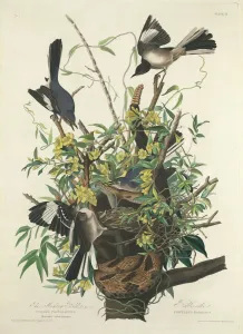 Audubon's American Golden-Plover Print