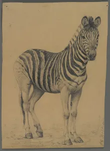 Zebra Graphite Print by Philip H. Wolfrom, Brooklyn Museum