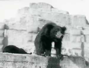 A Sloth Bear at London Zoo Print, 1914