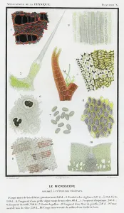 Framed Print : Vegetable Microscopic Print, 1874