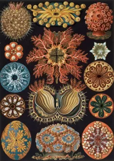 Textile Designs, Wallpaper, Endpapers & Marbled Paper Collection: Ascidiae, plate 85 from Kunstformen der Natur, 1899-1904
