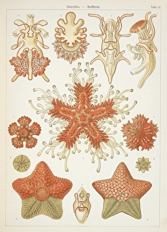 Ernst Haeckel Artwork Prints: Asteridea. Starfish