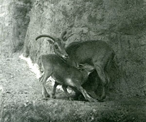 Ammotragus Collection: A Barbary sheep / Aoudad / Waddan / Arui / Arruis feeding her lamb on the Mappin Terraces