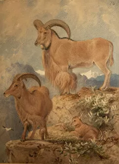 Ammotragus Collection: Barbary Wild Sheep (w / c on paper)
