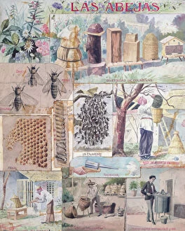 Abeille Collection: Bee Culture, illustration made in France intended for publication in Mexico, c