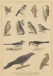 Birds beneficial to agriculture (colour litho) Birds beneficial to agriculture (colour litho)