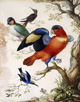 Four Birds in Wood, (watercolour, bodycolour and gold ink) Four Birds in Wood, (watercolour, bodycolour and gold ink)