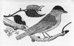The Black-Cap, illustration from A History of British Birds by Thomas Bewick The Black-Cap, illustration from A History of British Birds by Thomas Bewick