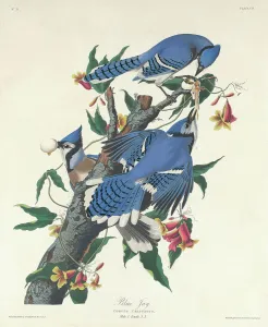 Blue Jay, 1831 (coloured engraving) Blue Jay, 1831 (coloured engraving)