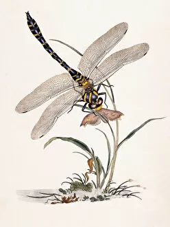 Boltons Dragon-fly (Libellula boltonii), 1807 (hand coloured engraving)