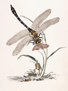 Bolton's Dragon-fly (Libellula boltonii), 1807 (hand coloured engraving) Bolton's Dragon-fly (Libellula boltonii), 1807 (hand coloured engraving)