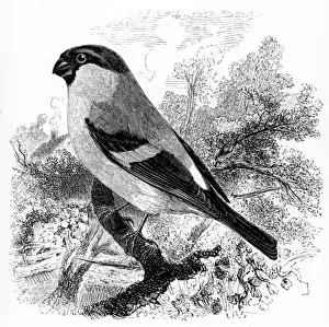 The Bullfinch, illustration from A History of British Birds by William Yarrell The Bullfinch, illustration from A History of British Birds by William Yarrell
