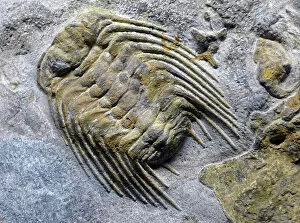 Palaeolithic Collection: Cambrian trilobite fossil (object)