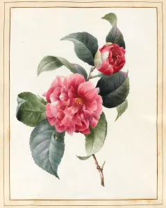 Camellia, 1827 (w/c with some bodycolour on vellum) Camellia, 1827 (w/c with some bodycolour on vellum)