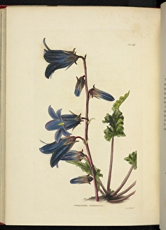 Blue Flowers Prints: Campanula sarmatica