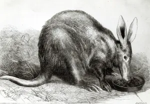 The Cape Ant-Eater at the Zoological Society's Gardens, Regents Park, from 'The The Cape Ant-Eater at the Zoological Society's Gardens, Regents Park, from 'The