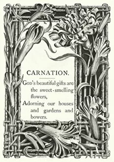 Adorning Collection: Carnation (engraving)