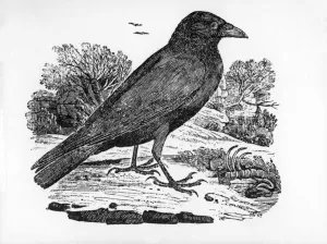 The Carrion Crow, illustration from The History of British Birds by Thomas Bewick The Carrion Crow, illustration from The History of British Birds by Thomas Bewick
