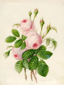 Three Centifolia Roses with Buds (graphite & w/c on vellum) Three Centifolia Roses with Buds (graphite & w/c on vellum)
