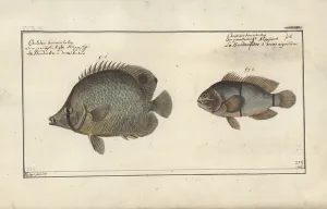 Chaetodon ocellatus, before 1790 (w/c on paper) Chaetodon ocellatus, before 1790 (w/c on paper)
