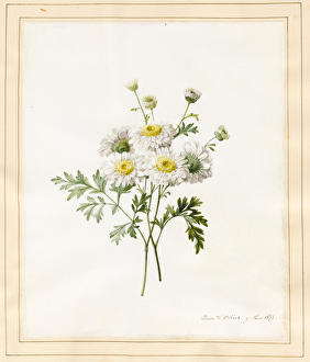 Chrysanthemum Parthenium (Batchelors Buttons), 1831 (w/c with some bodycolour on vellum) Chrysanthemum Parthenium (Batchelors Buttons), 1831 (w/c with some bodycolour on vellum)