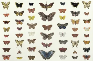 A collage of butterflies and moths including the Camberwell Beauty A collage of butterflies and moths including the Camberwell Beauty