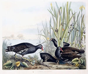 Aikman Collection: Common Gallinule (Moorhen)(Male, female and young), c. 1841 (hand-coloured engraving)
