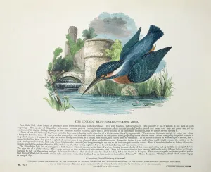Common Kingfisher (Alcedo Ispida) (colour litho) Common Kingfisher (Alcedo Ispida) (colour litho)